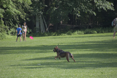 20250620_Dog park__DSC0687_.jpg