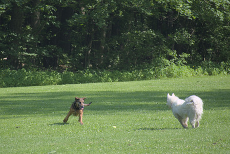 20250620_Dog park__DSC0693_.jpg