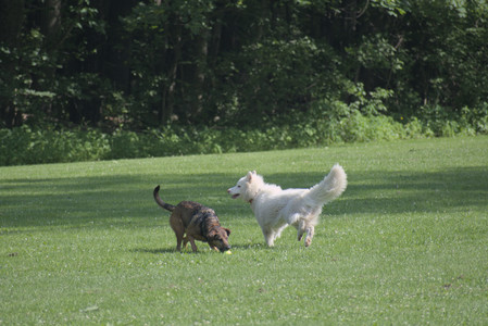20250620_Dog park__DSC0695_.jpg