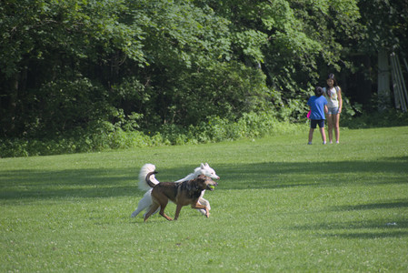 20250620_Dog park__DSC0699_.jpg