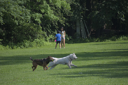 20250620_Dog park__DSC0700_.jpg
