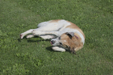 20250620_Dog park__DSC0701_.jpg