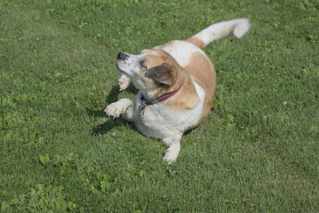 20250620_Dog park__DSC0702_.jpg