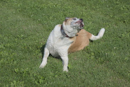 20250620_Dog park__DSC0703_.jpg