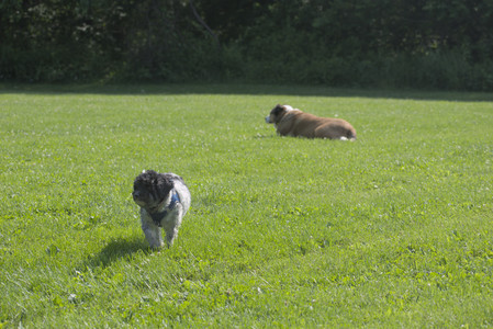 20250620_Dog park__DSC0707_.jpg