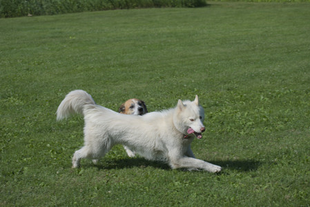 20250620_Dog park__DSC0717_.jpg
