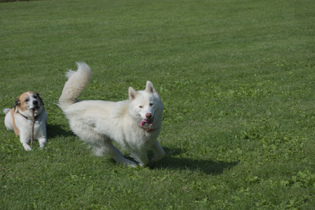 20250620_Dog park__DSC0718_.jpg
