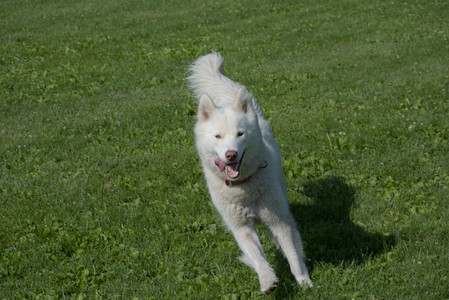 20250620_Dog park__DSC0720_.jpg