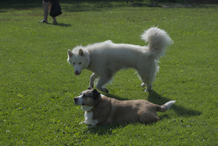 20250620_Dog park__DSC0722_.jpg