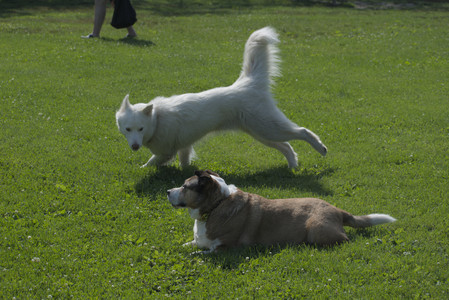 20250620_Dog park__DSC0723_.jpg