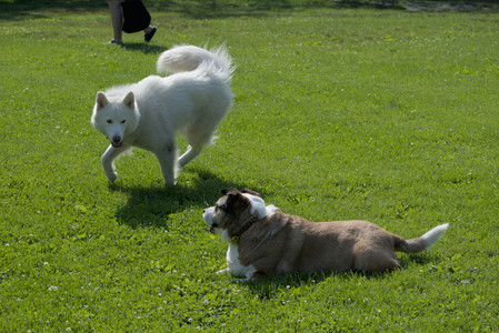 20250620_Dog park__DSC0724_.jpg