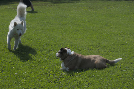20250620_Dog park__DSC0725_.jpg