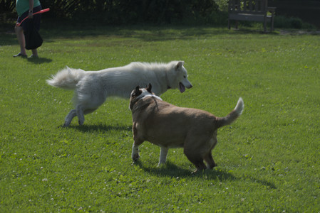 20250620_Dog park__DSC0726_.jpg