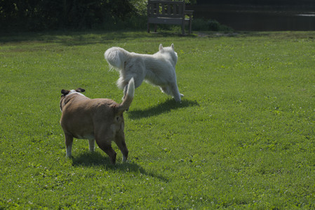 20250620_Dog park__DSC0728_.jpg