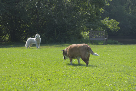 20250620_Dog park__DSC0729_.jpg