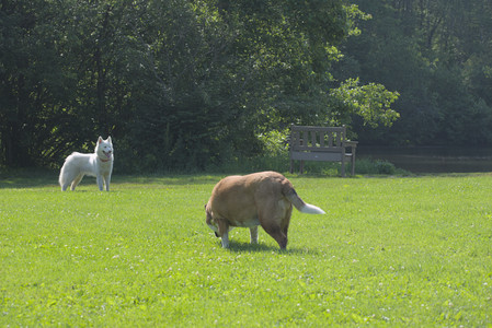 20250620_Dog park__DSC0730_.jpg