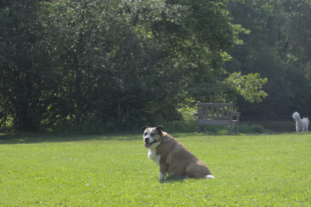 20250620_Dog park__DSC0734_.jpg