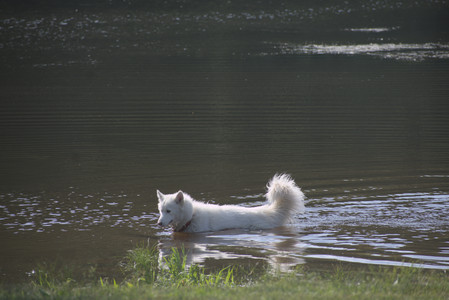 20250620_Dog park__DSC0754_.jpg
