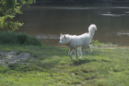 20250620_Dog park__DSC0766_.jpg