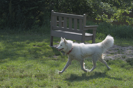 20250620_Dog park__DSC0769_.jpg