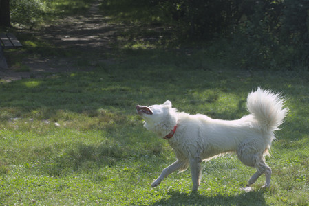 20250620_Dog park__DSC0771_.jpg