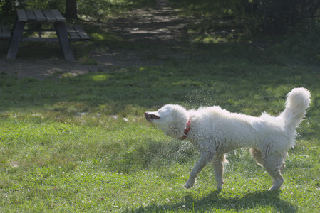 20250620_Dog park__DSC0772_.jpg