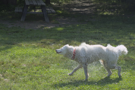 20250620_Dog park__DSC0773_.jpg