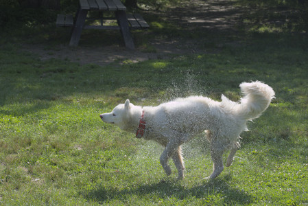 20250620_Dog park__DSC0774_.jpg