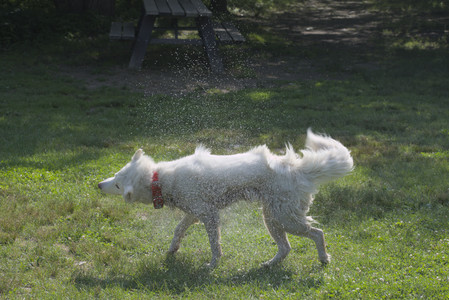 20250620_Dog park__DSC0775_.jpg