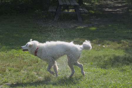 20250620_Dog park__DSC0776_.jpg