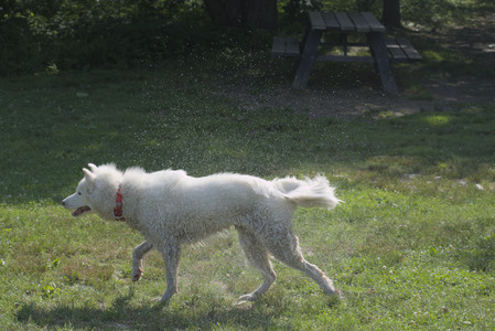 20250620_Dog park__DSC0777_.jpg