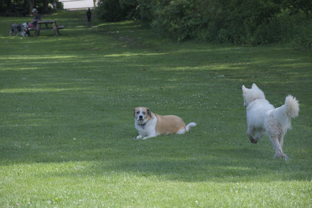 20250620_Dog park__DSC0779_.jpg