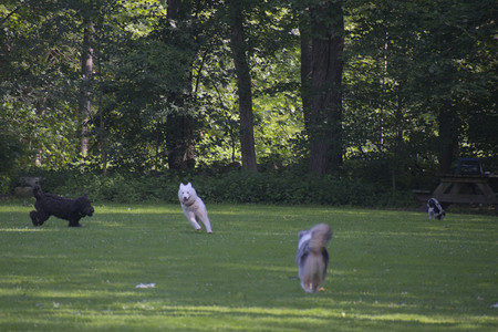 20250620_Dog park__DSC0783_.jpg