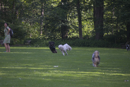 20250620_Dog park__DSC0785_.jpg