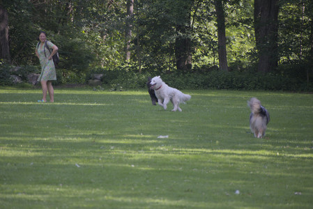20250620_Dog park__DSC0786_.jpg