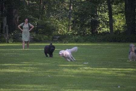 20250620_Dog park__DSC0794_.jpg