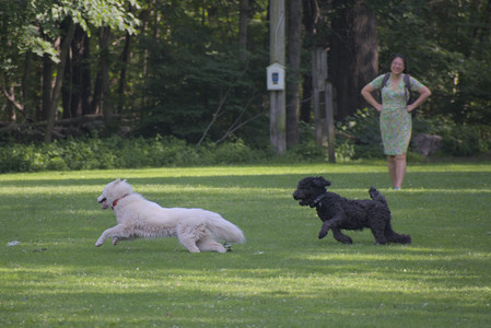 20250620_Dog park__DSC0797_.jpg