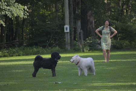 20250620_Dog park__DSC0800_.jpg