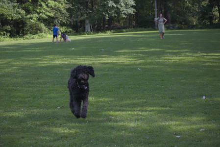 20250620_Dog park__DSC0841_.jpg
