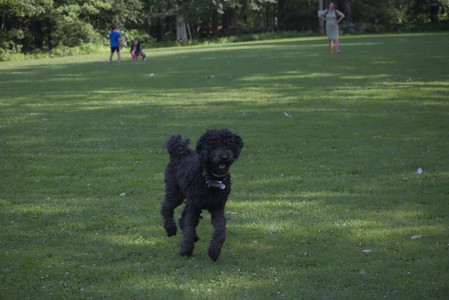 20250620_Dog park__DSC0843_.jpg