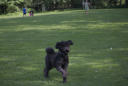 20250620_Dog park__DSC0844_.jpg