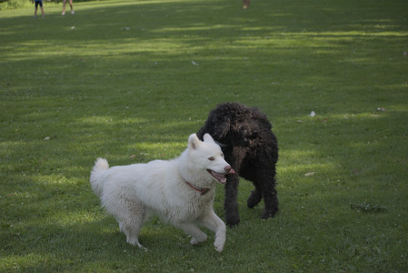 20250620_Dog park__DSC0847_.jpg