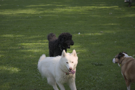 20250620_Dog park__DSC0849_.jpg