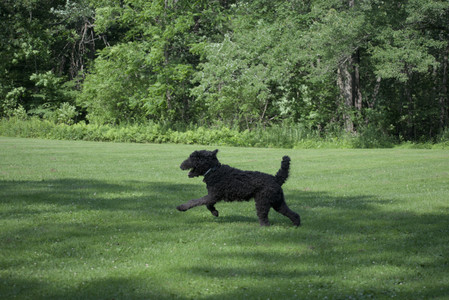 20250620_Dog park__DSC0854_.jpg