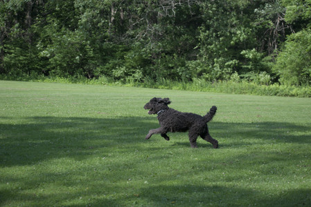 20250620_Dog park__DSC0856_.jpg