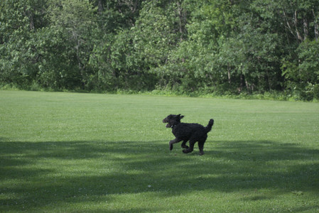 20250620_Dog park__DSC0860_.jpg