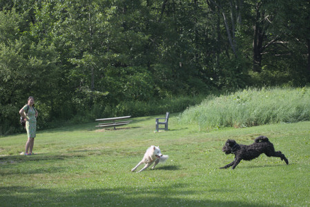 20250620_Dog park__DSC0865_.jpg