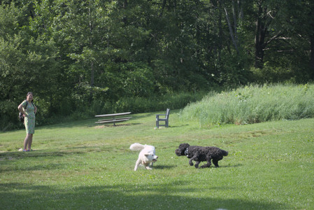 20250620_Dog park__DSC0866_.jpg