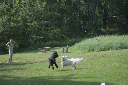 20250620_Dog park__DSC0867_.jpg