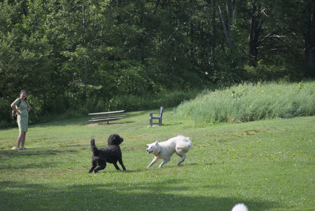 20250620_Dog park__DSC0868_.jpg